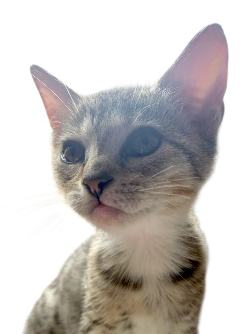Lenny thumbnail 3