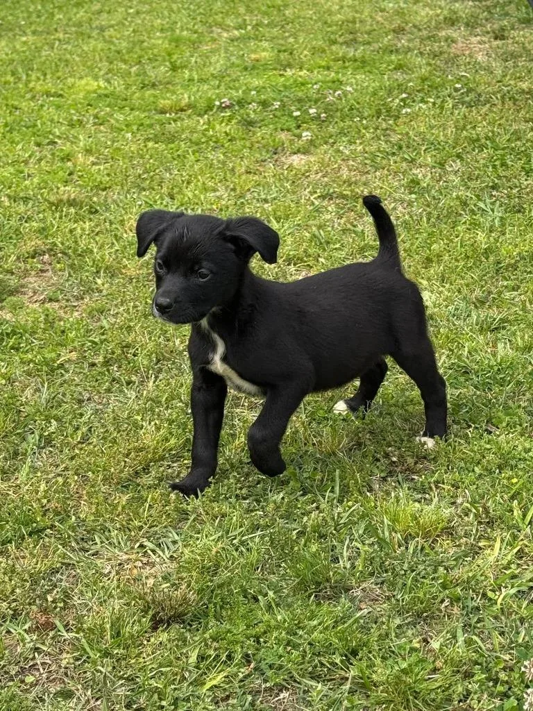 A baby medium-sized male Mixed Breed dog named Pope for adoption in Fond Du Lac, WI
