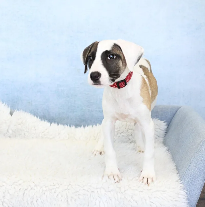 A young large-sized male Tricolor (Brown, Black, & White) Terrier dog named Maverick for adoption in Tyler, TX