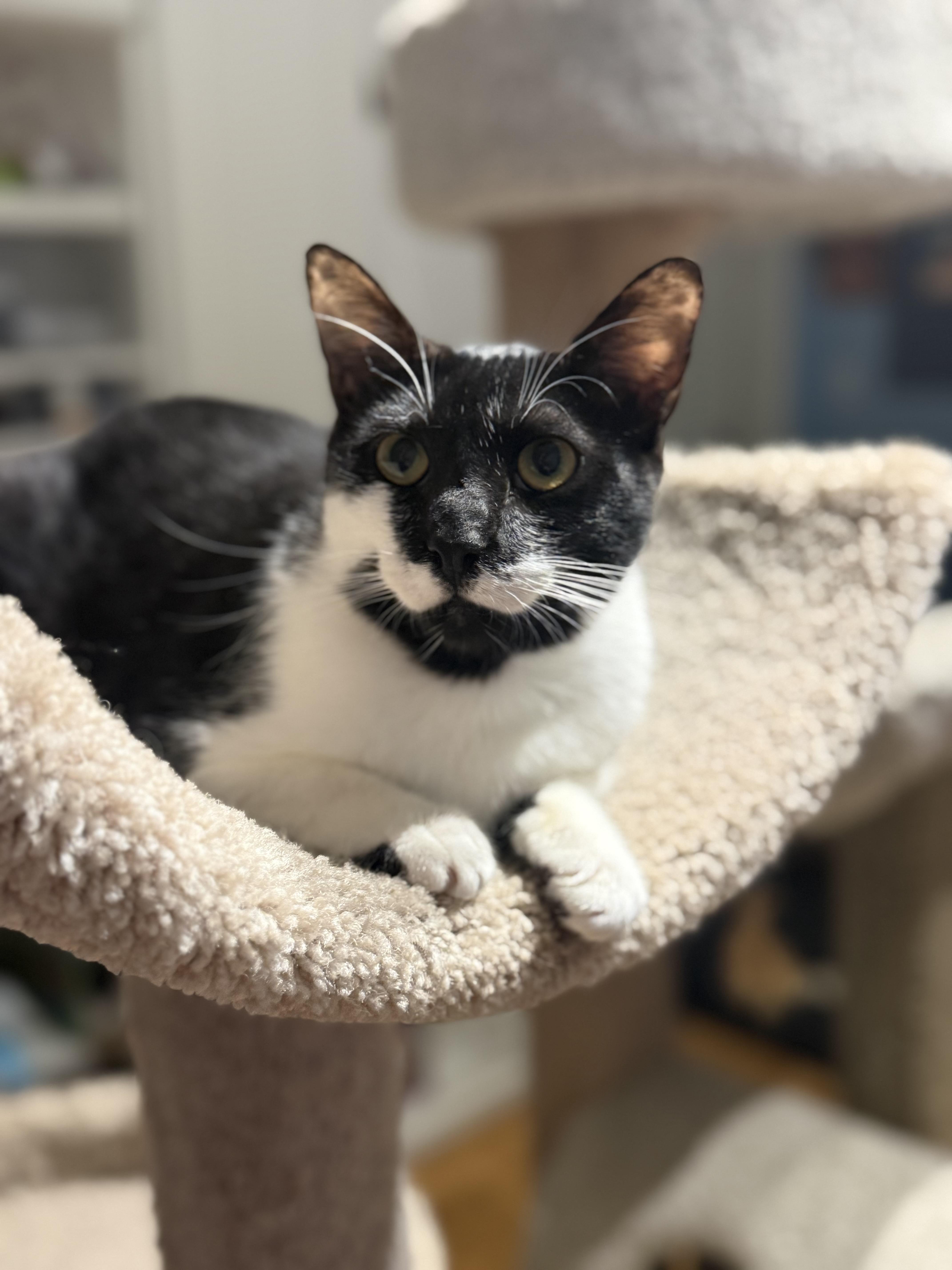 A young medium-sized male Black & White / Tuxedo Tuxedo cat named Stache for adoption in Pompano Beach, FL