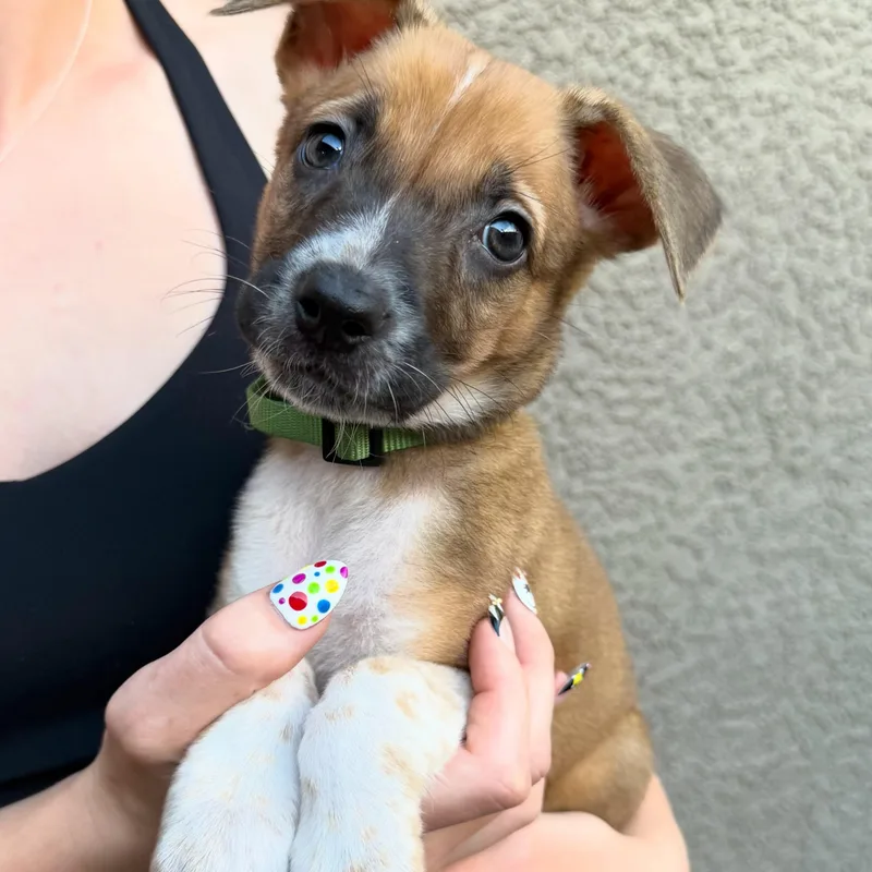 A baby medium-sized female Mixed Breed dog named Velveeta for adoption in Henderson, NV