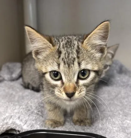 A baby medium-sized female Domestic Short Hair cat named Leia I AM for adoption in East Brookfield, MA