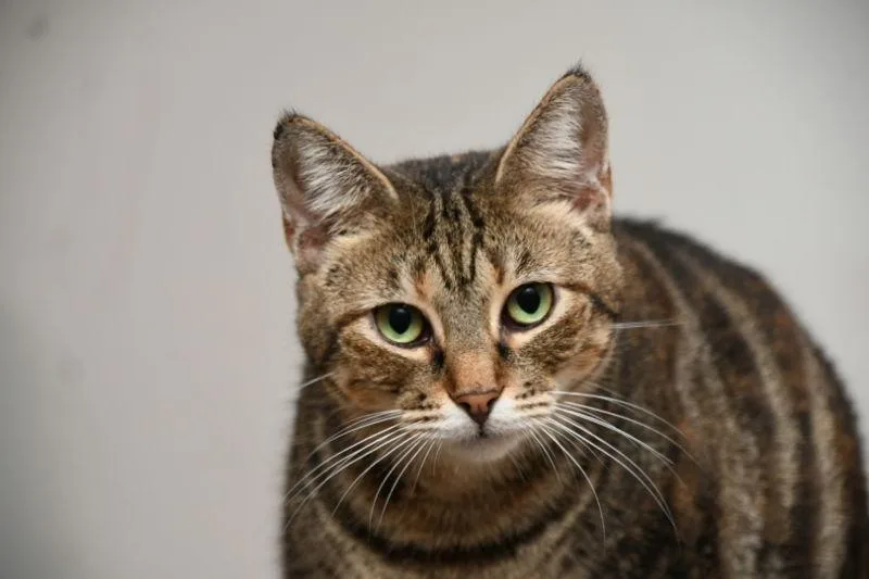 A young medium-sized female Tabby cat named Dancer for adoption in Naples, FL