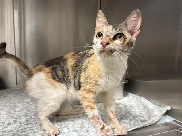 A young medium-sized female Domestic Short Hair cat named A for adoption in Ontario, CA