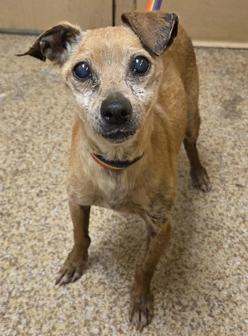 A senior small-sized male Red / Chestnut / Orange Italian Greyhound dog named Walter for adoption in Keizer, OR