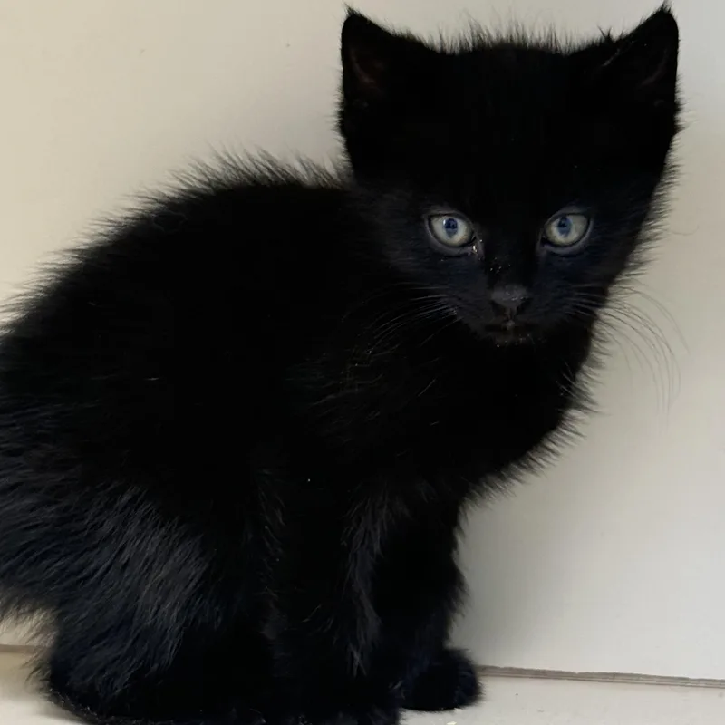 A baby small-sized male Black Domestic Medium Hair cat named Xander for adoption in Lawrenceville, GA