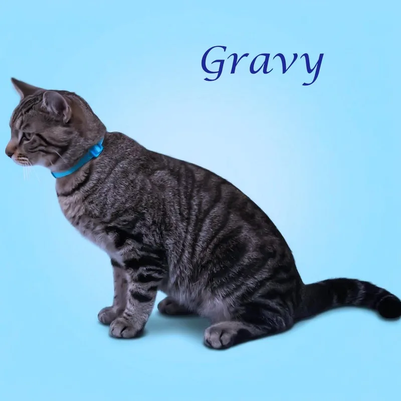 Gravy C