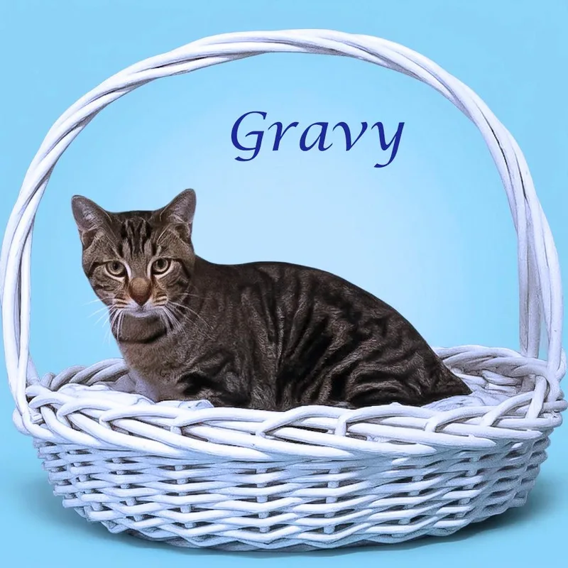 Gravy C thumbnail 2
