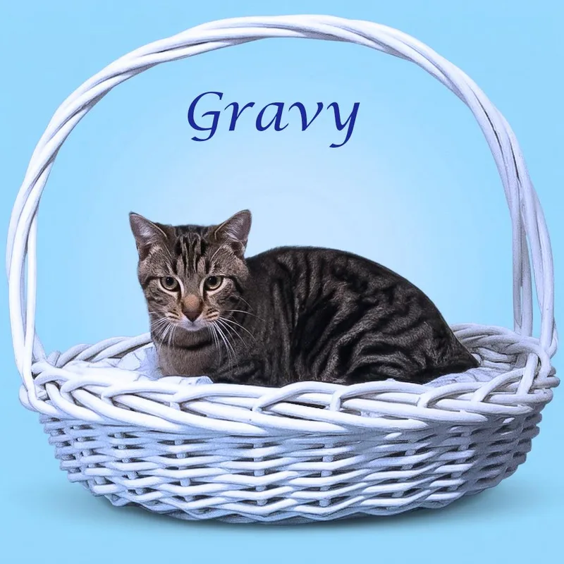 Gravy C thumbnail 3