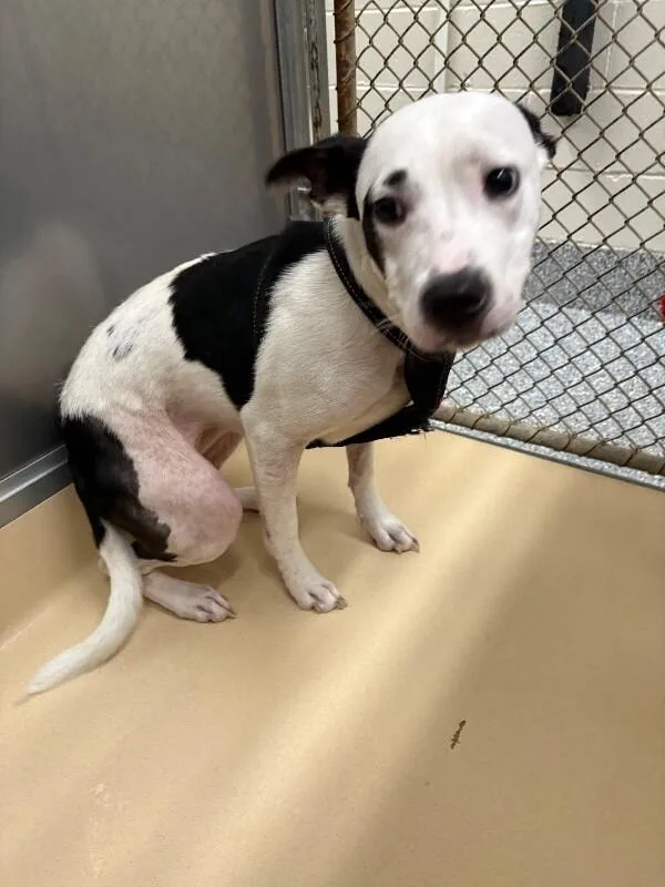 An adult medium-sized female White / Cream Pit Bull Terrier dog named Unknown for adoption in Burgaw, NC