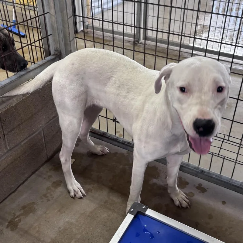 An adult large-sized female White / Cream Great Dane dog named Regina George for adoption in Floresville, TX