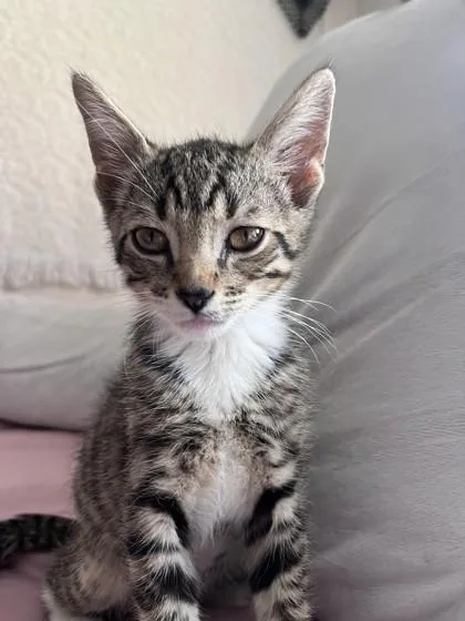 A baby small-sized male Domestic Short Hair cat named Bob the Drag Queen for adoption in Atlanta, GA