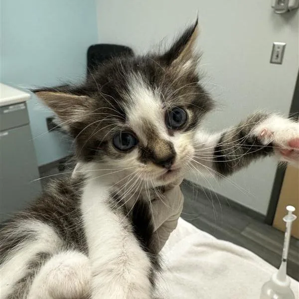 A baby small-sized male Brown / Chocolate Domestic Short Hair cat named Elephant Seal for adoption in Jacksonville, FL