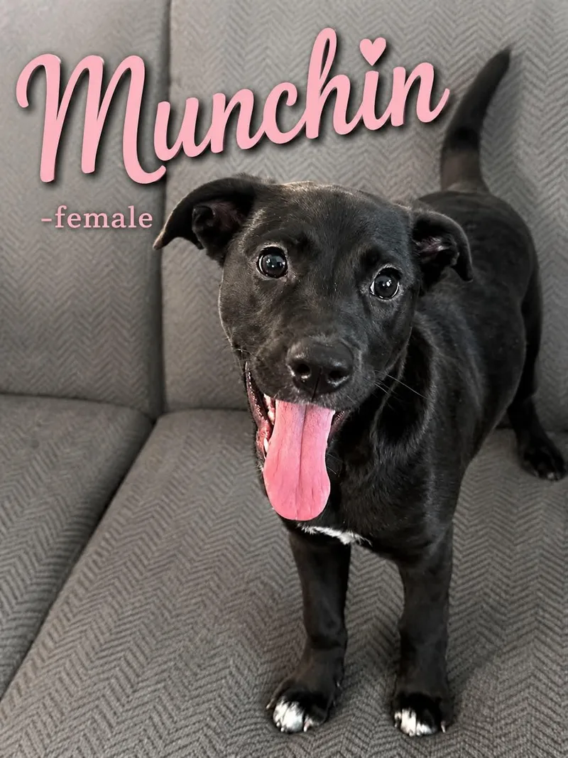 A young medium-sized female Black Mixed Breed dog named Munckin for adoption in Hop Bottom, PA