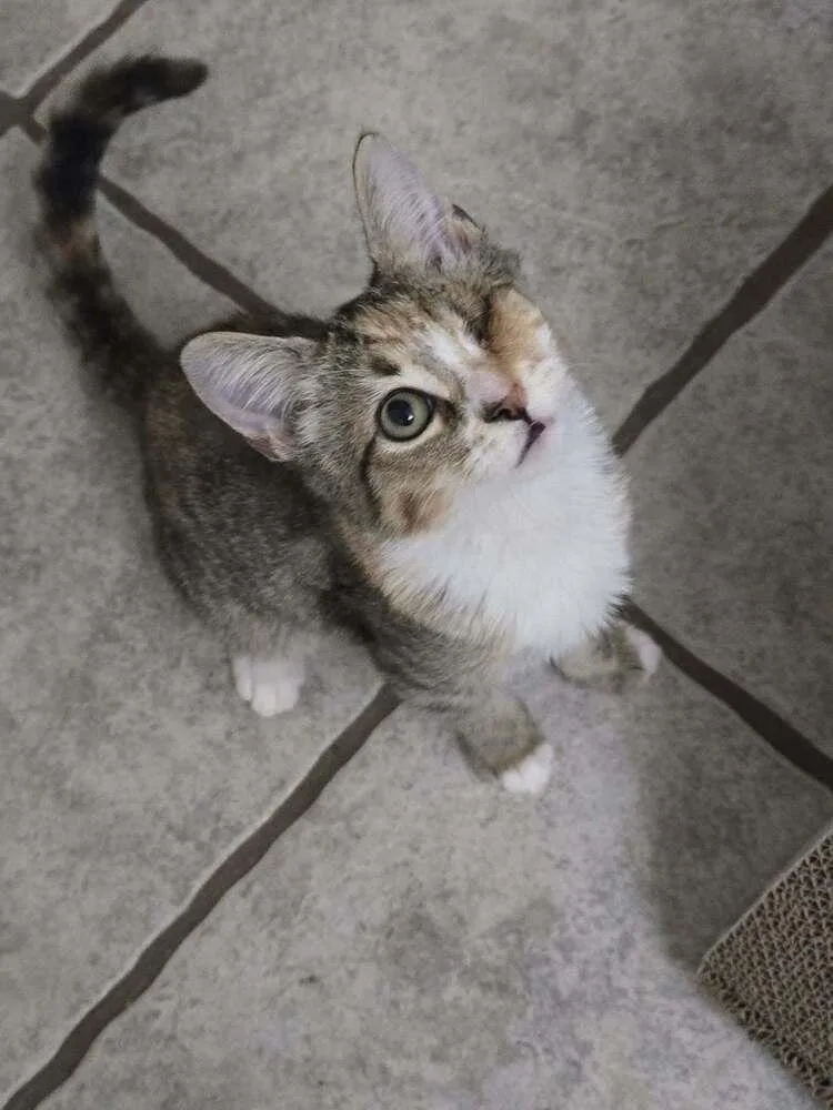A baby small-sized female Gray / Blue / Silver Domestic Short Hair cat named Lucky for adoption in Troy, AL