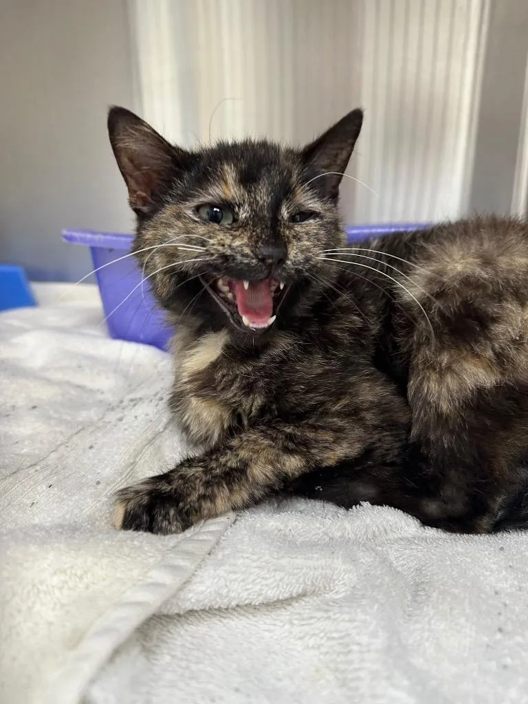 A baby large-sized female Domestic Short Hair cat named Lainey for adoption in Jonesboro, AR