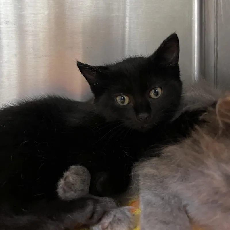 A baby small-sized female Black Domestic Short Hair cat named Wren for adoption in Harrisville, WV