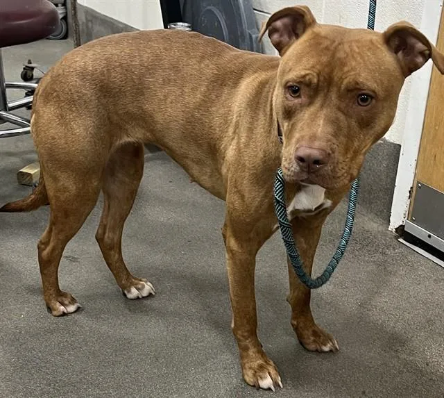 An adult medium-sized female Pit Bull Terrier dog named Willow for adoption in Upper Marlboro, MD