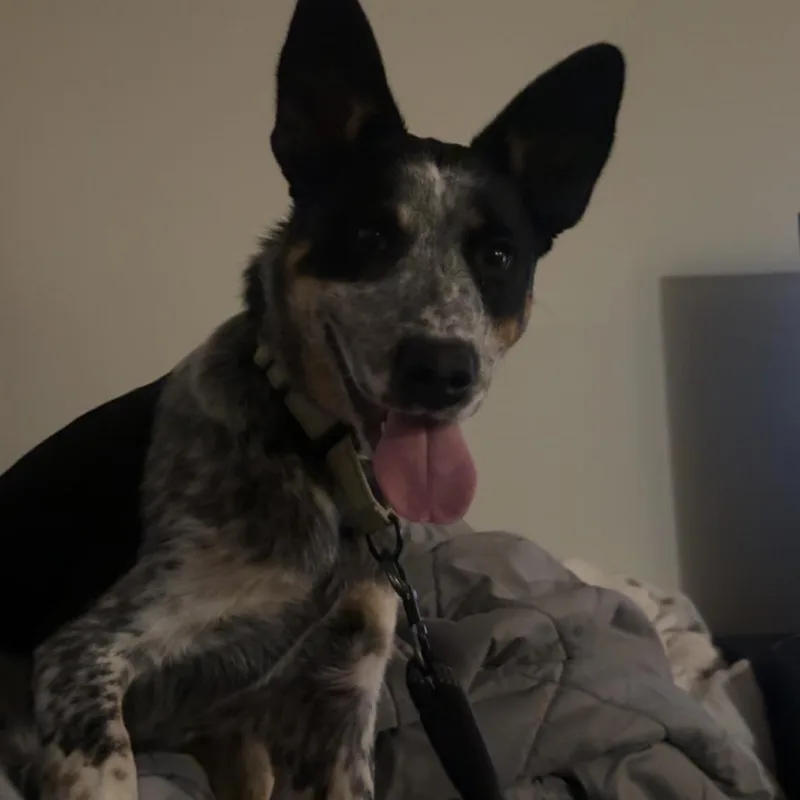 A young large-sized male Yellow / Tan / Blond / Fawn Cattle Dog dog named Valentino for adoption in Harrisonburg, VA