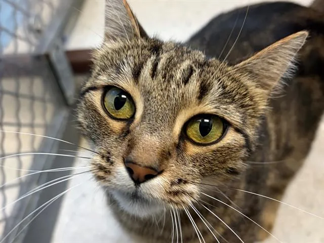 An adult small-sized female Domestic Short Hair cat named Churros for adoption in Palo Alto, CA