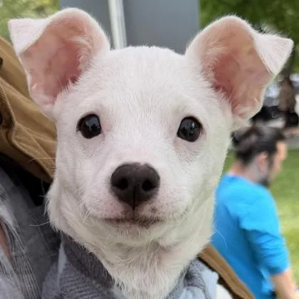 A baby small-sized female Mixed Breed dog named Def Leppard for adoption in Pleasanton, CA