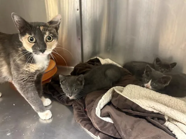 A young small-sized female Domestic Short Hair cat named Lizzie for adoption in Tustin, CA