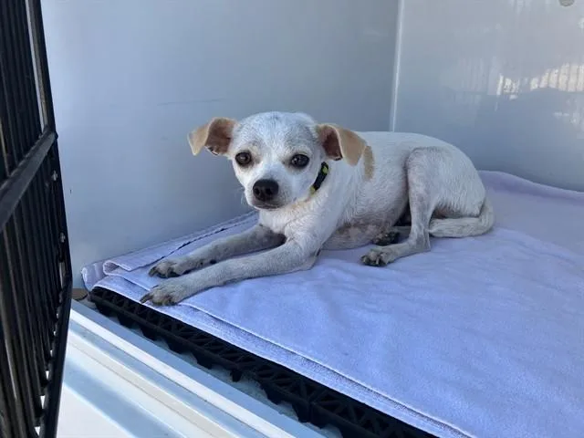 A young small-sized female Chihuahua dog named Lupita for adoption in Santa Maria, CA