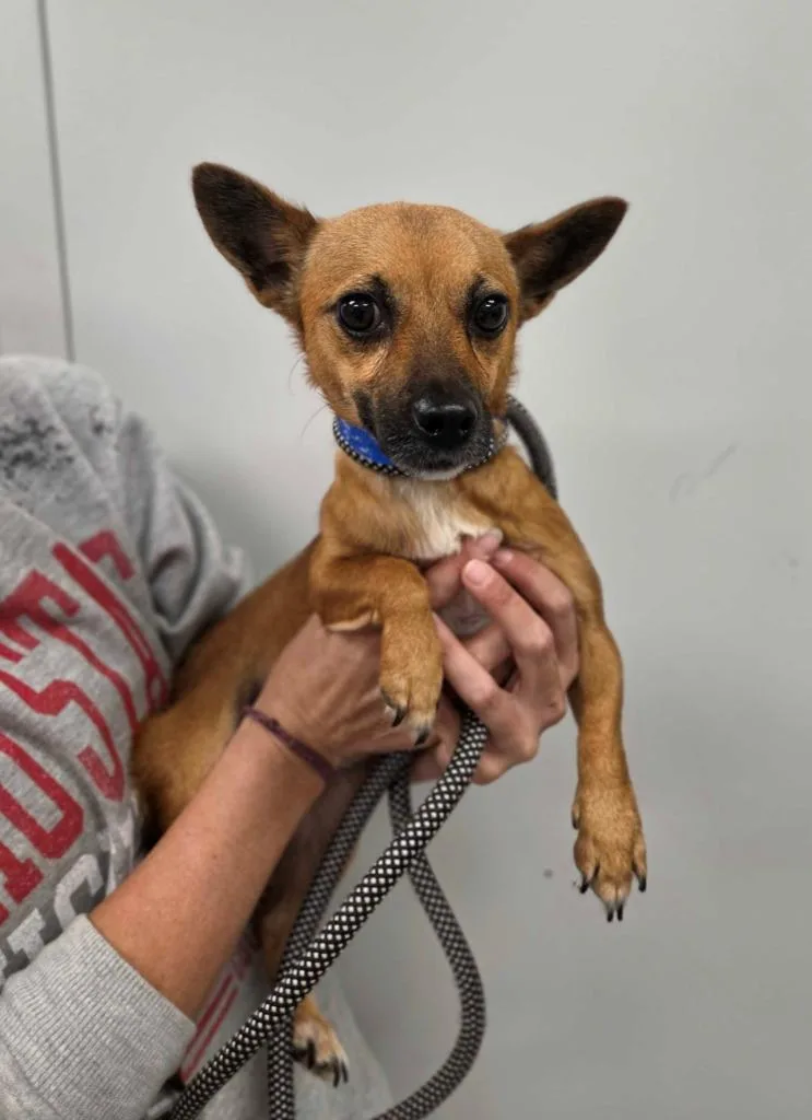 A young small-sized male Chihuahua dog named Percy for adoption in Chillicothe, OH