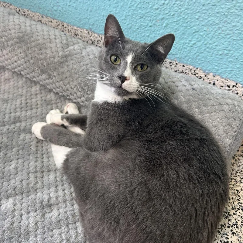 A young medium-sized male Gray / Blue / Silver Domestic Short Hair cat named Delo aka Bandit for adoption in Fresno, CA
