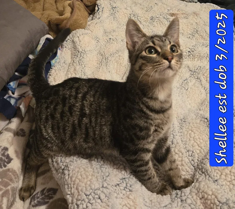 A young large-sized male Domestic Short Hair cat named Shellee for adoption in Cypress, TX