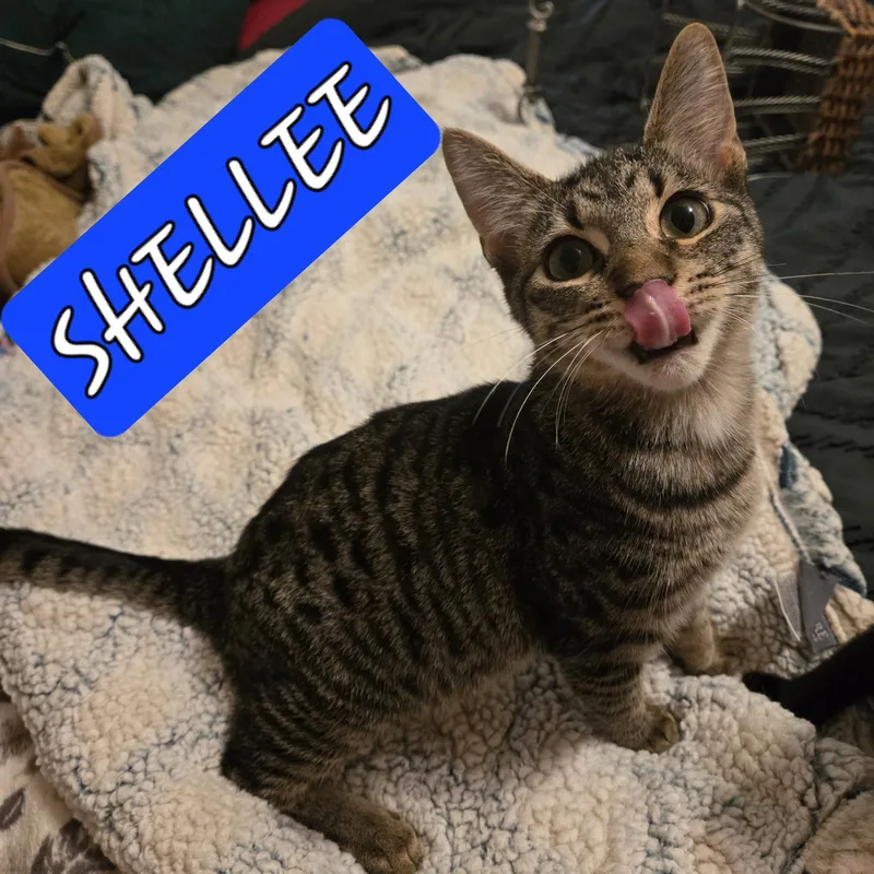 Shellee thumbnail 2