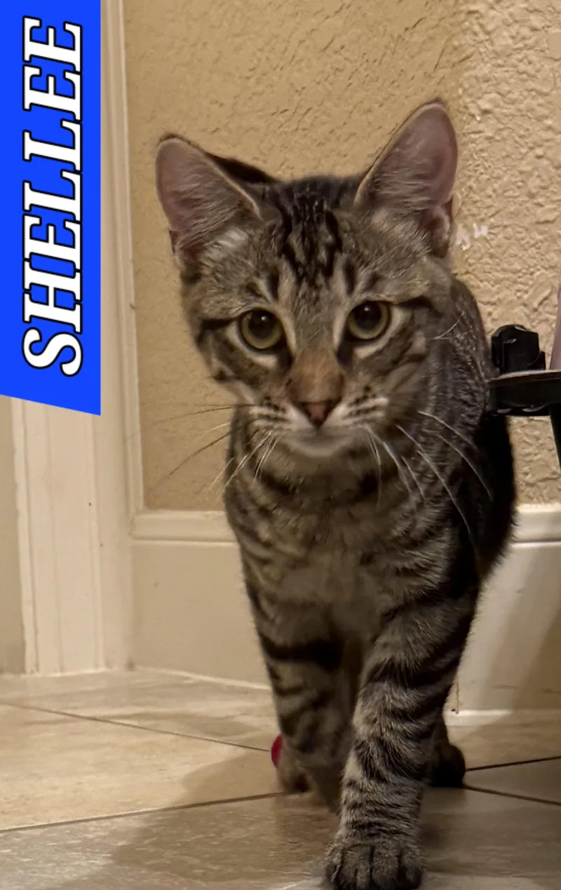 Shellee thumbnail 3