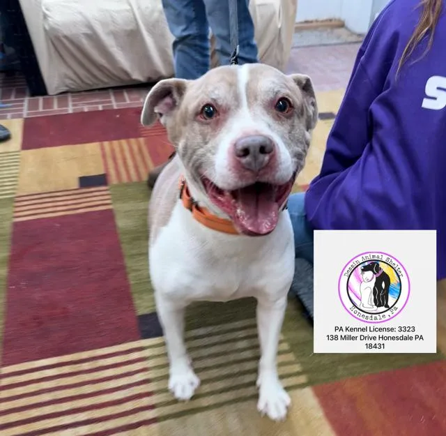 A senior large-sized male White / Cream Pit Bull Terrier dog named Rex for adoption in Honesdale, PA