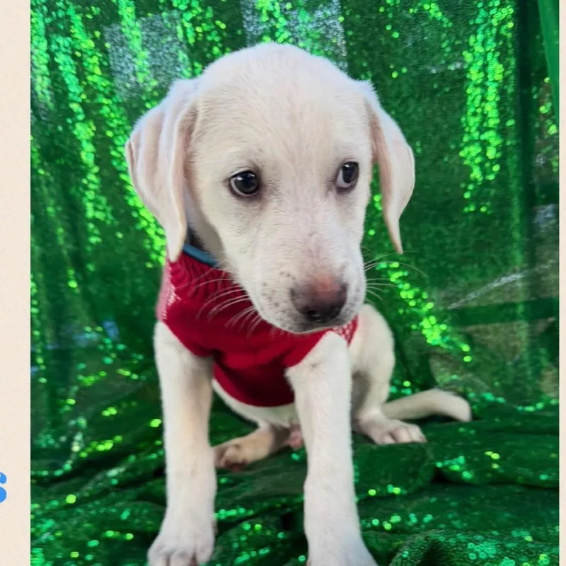 A baby small-sized male Yellow Labrador Retriever dog named Vadhir for adoption in Englewood, FL