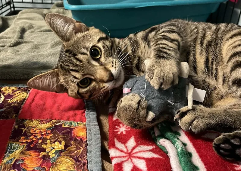 A young medium-sized male Domestic Short Hair cat named Bandit for adoption in Warren, OH