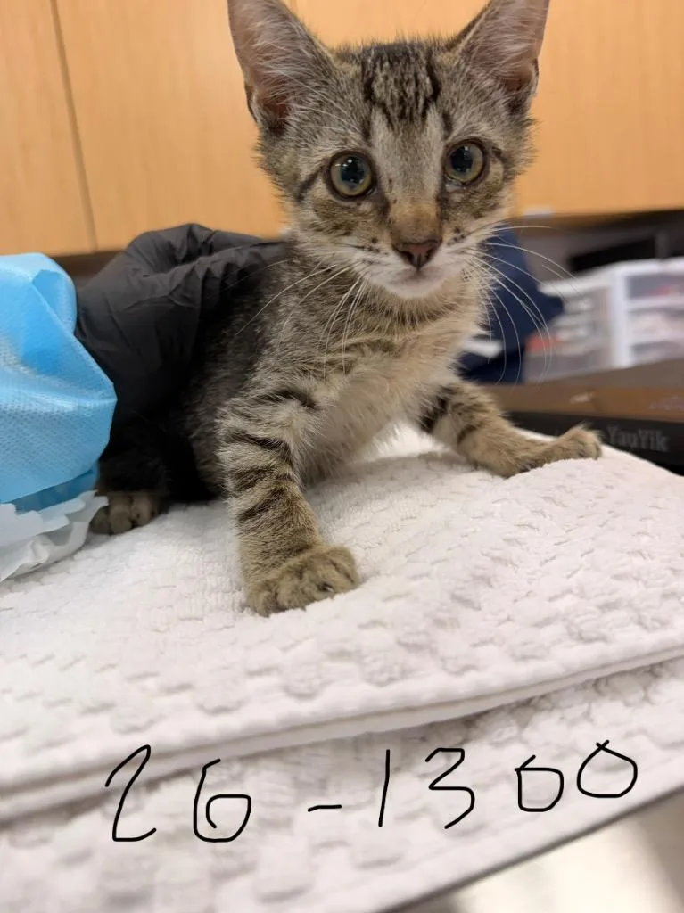 A baby medium-sized male Domestic Short Hair cat named Moe for adoption in Hartsville, SC