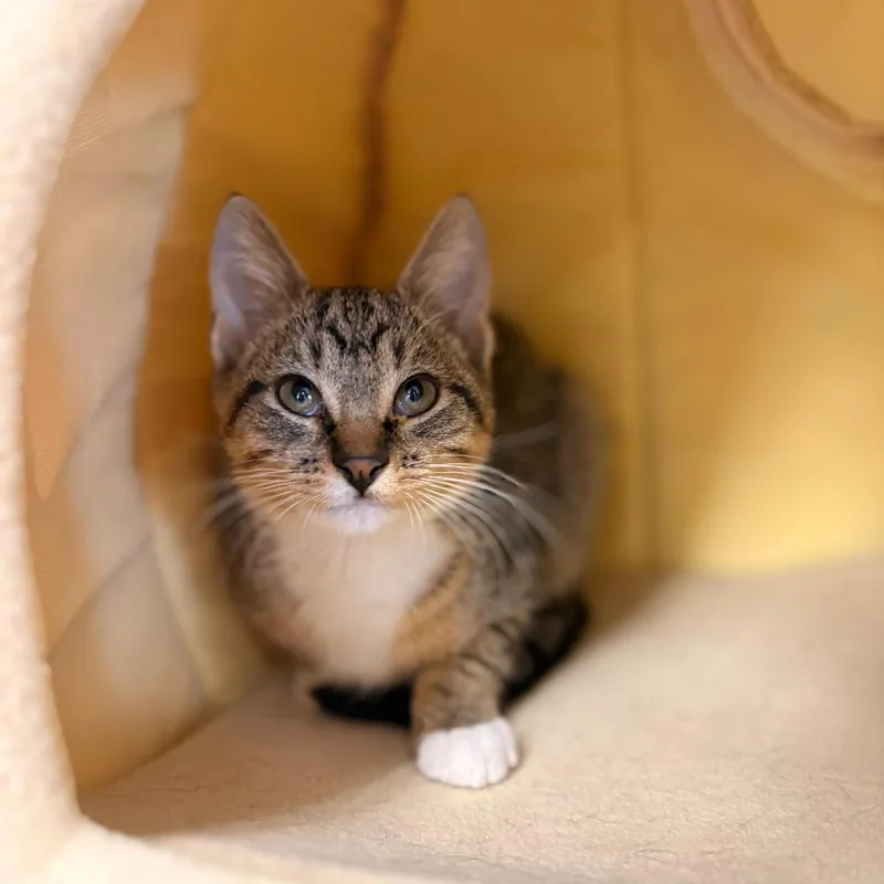 A baby small-sized male Brown / Chocolate Domestic Short Hair cat named Cotton for adoption in Middle Village, NY