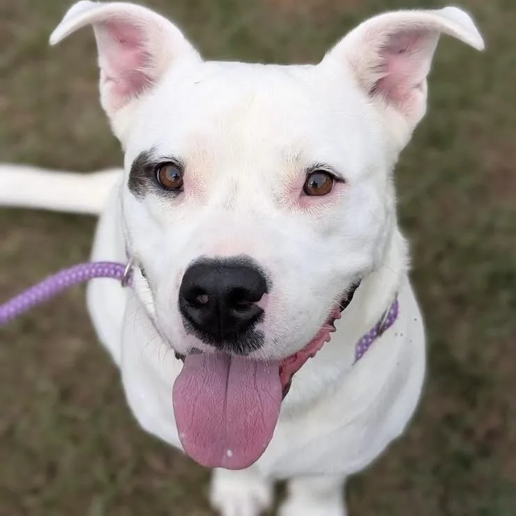 An adult medium-sized male White / Cream Mixed Breed dog named Trawler for adoption in Cranston, RI