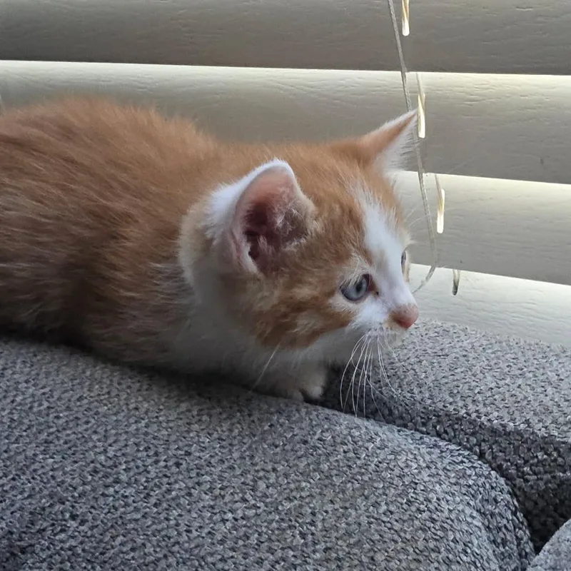 A baby small-sized male Orange / Red Domestic Short Hair cat named Ginger Snap for adoption in Layton, UT