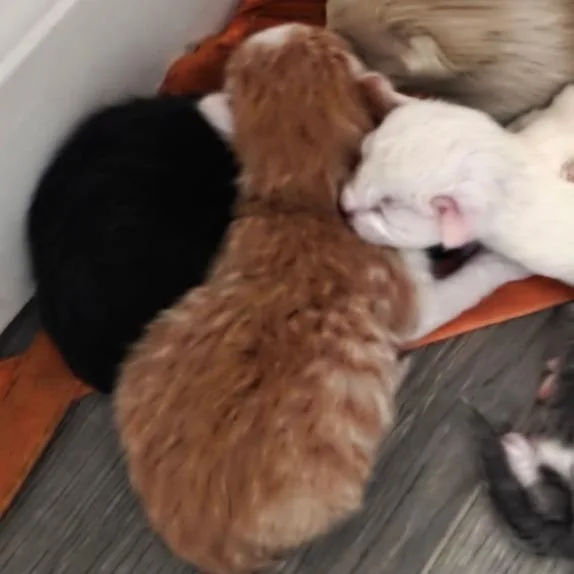 Ginger Snap thumbnail 2