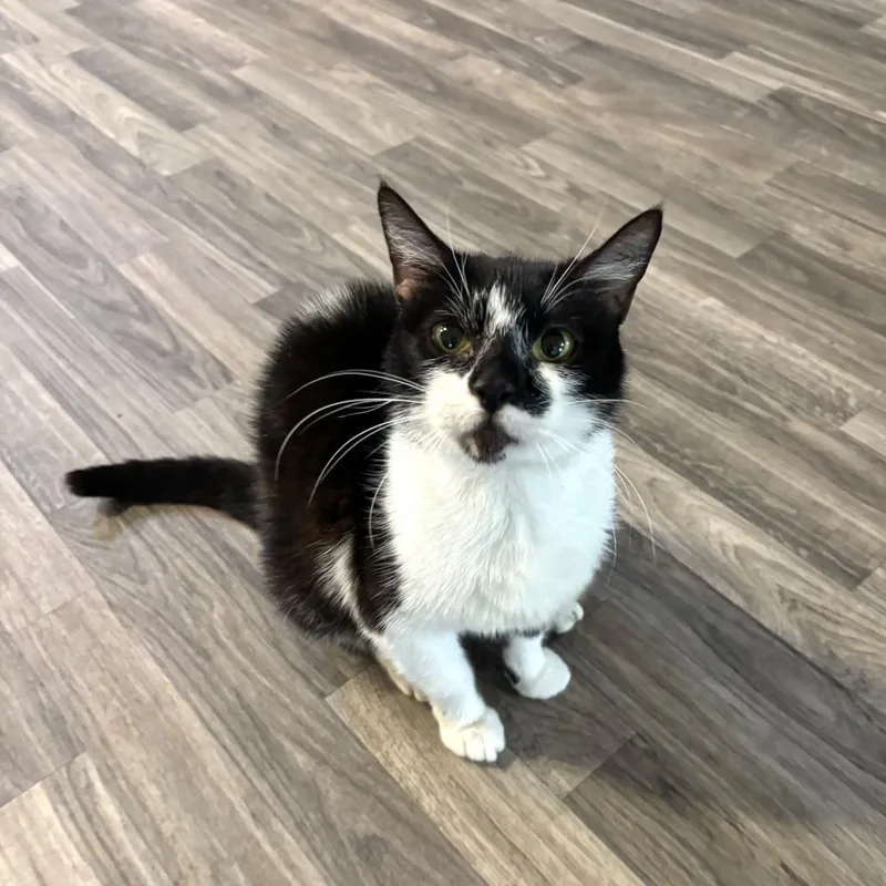 An adult medium-sized female Black Domestic Short Hair cat named Aunt Chrissy for adoption in Carencro, LA