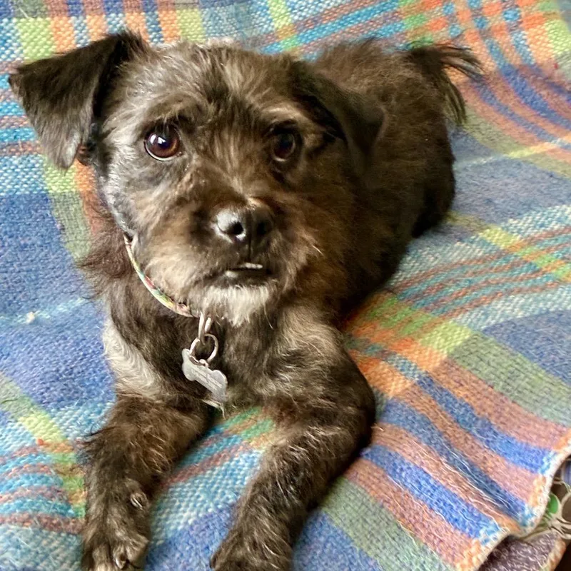 An adult small-sized male Black Poodle dog named Milo for adoption in Escondido, CA