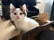 A baby medium-sized male Black & White / Tuxedo Domestic Short Hair cat named Tibbs for adoption in Salt Lake City, UT