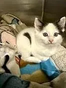 Tibbs thumbnail 3