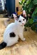 Tibbs thumbnail 5