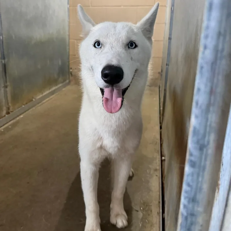 An adult medium-sized male White / Cream Husky dog named Iceberg for adoption in Edinburg, TX