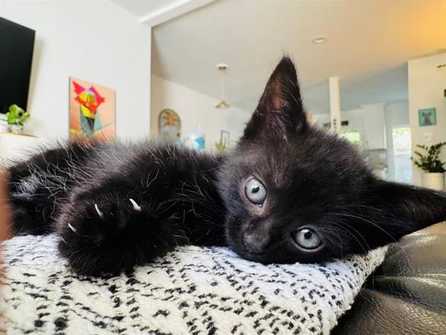 A baby small-sized female Domestic Short Hair cat named Harmony for adoption in Tustin, CA
