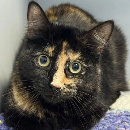 An adult medium-sized female Tortoiseshell Domestic Short Hair cat named Cappuccino for adoption in Lansing, MI