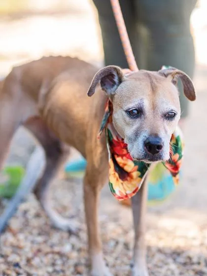 Supernova thumbnail 3