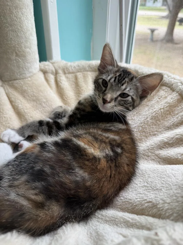 A baby small-sized female Black & White / Tuxedo Calico cat named Nutmeg for adoption in Dallas, TX